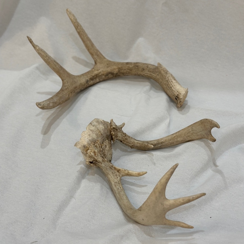 Assorted antlers. Real antlers. Sold as pair